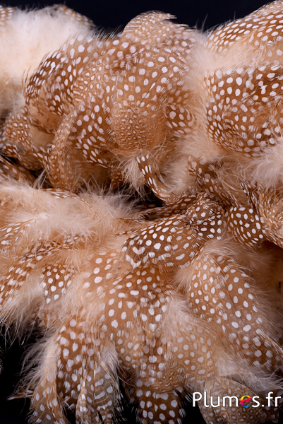 Piume sbiancate – Faraona